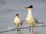 Royal Tern.jpg