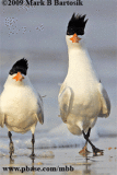 Royal Tern ANIMATION.gif