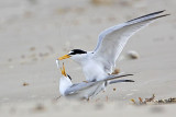 _MG_4097 Least Tern.jpg