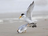 _MG_4213 Least Tern.jpg