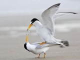 _MG_4217 Least Tern.jpg