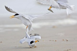 Least Tern.jpg