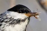 _MG_1112crop Blackpoll Warbler.jpg