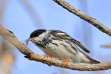 _MG_1250 Blackpoll Warbler.jpg