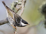 _MG_1775 Blackpoll Warbler.jpg