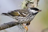 _MG_1803 Blackpoll Warbler.jpg