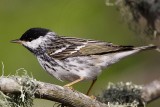 _MG_1848 Blackpoll Warbler.jpg
