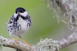 _MG_1908 Blackpoll Warbler.jpg