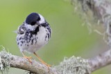 _MG_1909 Blackpoll Warbler.jpg