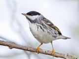_MG_1978 Blackpoll Warbler.jpg