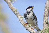 _MG_2046 Blackpoll Warbler.jpg