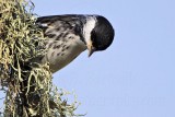 _MG_2212 Blackpoll Warbler.jpg
