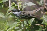 _MG_2496 Blackpoll Warbler.jpg