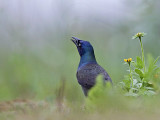 _MG_3652 800.jpg