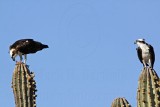 _MG_2989 Osprey.jpg