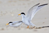 _MG_4082 Least Tern.jpg