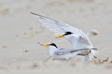 _MG_4100 Least Tern.jpg