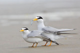 _MG_4208 Least Tern.jpg
