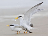 _MG_4211 Least Tern.jpg