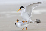 _MG_4219 Least Tern.jpg
