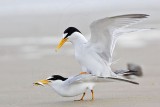 _MG_4221 Least Tern.jpg