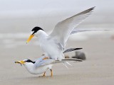 _MG_4222 Least Tern.jpg