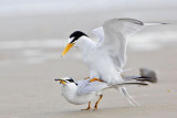 _MG_4223 Least Tern.jpg