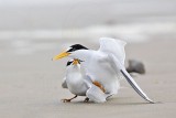 _MG_4225 Least Tern.jpg