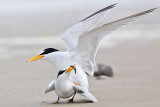 _MG_4226 Least Tern.jpg