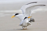 _MG_4227 Least Tern.jpg