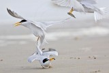 _MG_4229 Least Tern.jpg