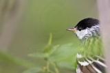 _MG_8178 Blackpoll Warbler.jpg