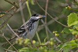 _MG_8465 Blackpoll Warbler.jpg