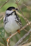 _MG_8483 Blackpoll Warbler.jpg