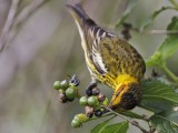 _MG_8507 Cape May Warbler.jpg