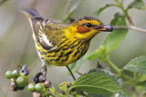_MG_8512 Cape May Warbler.jpg