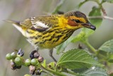 _MG_8514 Cape May Warbler.jpg