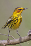 _MG_9001 Cape May Warbler.jpg
