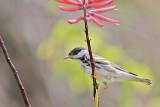 _MG_9158 Cape May Warbler.jpg