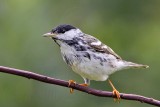 _MG_9179 Blackpoll Warbler.jpg