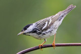 _MG_9184 Blackpoll Warbler.jpg