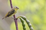 _MG_9251 Cape May Warbler.jpg