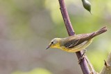 _MG_9263 Cape May Warbler.jpg