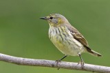 _MG_9388 Cape May Warbler.jpg