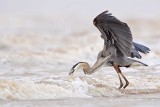 _MG_3681 Great Blue Heron.jpg