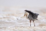 _MG_3685 Great Blue Heron.jpg