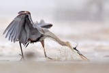 _MG_3741 Great Blue Heron.jpg