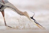 _MG_3741crop Great Blue Heron.jpg