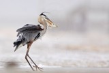 _MG_3747 Great Blue Heron.jpg