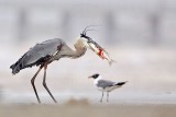 _MG_3817 Great Blue Heron.jpg